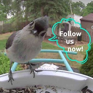 🐦 Discover the beauty of backyard birds up close with the Birdfy feeder! 🌳 Start your bird-watching journey today! 👉🏻 Follow us now for more updates! 🔗https://www.facebook.com/netvuebirdfy | Birdfy by Netvue