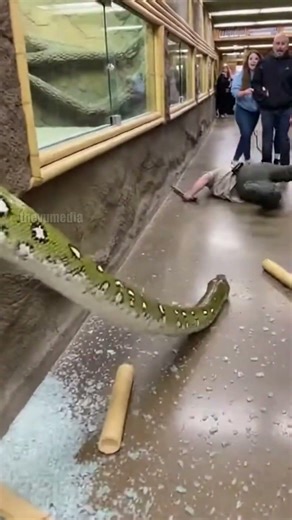 Python Breakout Caught on Tape!