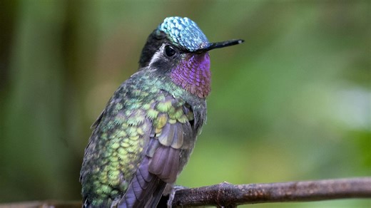 Red Flowering Shrubs That Attract Hummingbirds All Spring Or Summer Long