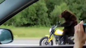 79K views · 625 reactions | Bear on bike! whatt!!?? #ThatsCrease | ThatsCrease | Facebook