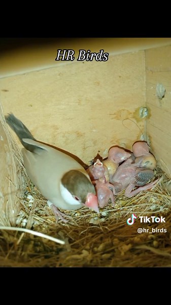 The Fascinating Breeding Cycle of Java Sparrows