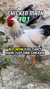 Chicken math 101 😂😂😂 . . . #chicken #funny #chickens #selfsufficientbackyard #selfsufficientliving | Self-Sufficient Backyard - by Ron and Johanna