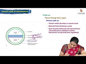 Second week of Development : Embryology Lectures