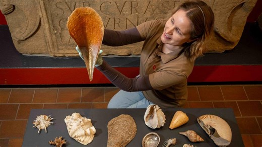 Shells from Captain Cook’s third voyage ‘lost for 40 years’ are saved from skip