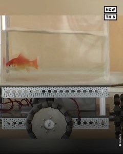 Scientists trained these goldfish to ‘drive’ on land — turns out, some are more proFISHient navigators than others🐟🚗 | NowThis