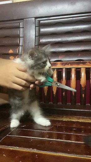 Adorable Kittens Getting Groomed Together