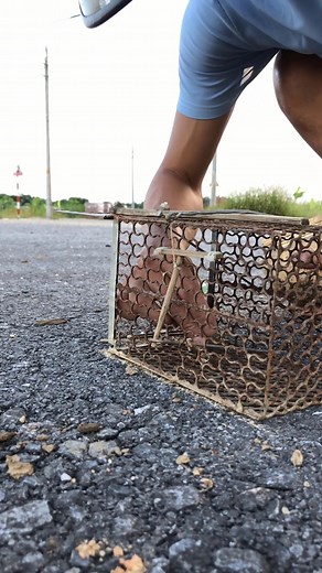 Trap birds with a mousetrap cage #reels #reelsfb | Trap Bird