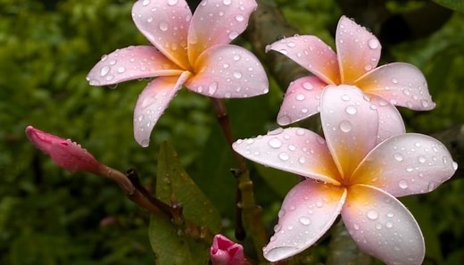 7 Best Fertilizers for Plumeria - Guidelines & How To Apply