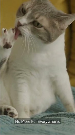 How to Unlock 7 Genius Cat Hacks That Make Your Cat Happier Instantly! #cat #cathacks #catproblems