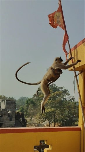 Powerful Jump by a Monkey Captured at the Perfect Moment 🐒🔥