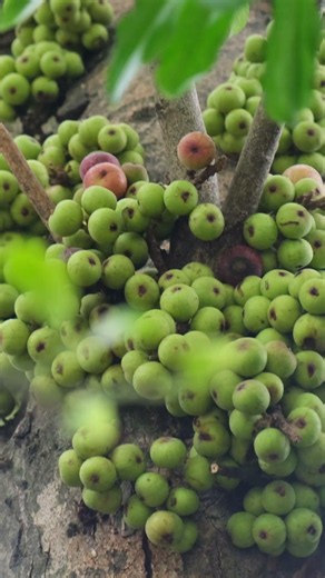 SO IT TURNS OUT | Is This Why So Many People Love Planting Fig Trees?