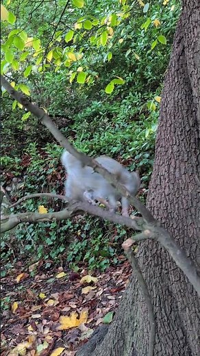 Squirrel jumping from branch to tree. #squirrel #cute