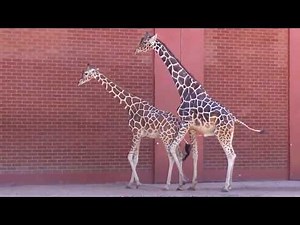 Giraffes Mating in the Zoo Latest(Educational Purpose only)
