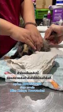 ตาข้างหนึ่งของน้องบอดแล้ว น้องยังสู้ทั้งที่แทบไม่ไหว ขอเมตตาช่วยน้องด้วย 🤍🐾#ช่วยแมว #แมวป่วย​