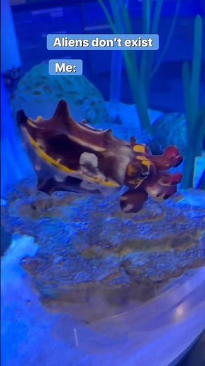 Proof That Aliens Live Underwater 😱 (Cuttlefish)