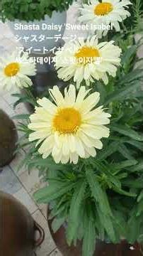Shasta Daisy 'Sweet Isabel' 꽃말: "순수, 평화"💕シャスターデージー スイートイザベル샤스타데이지 '스윗 이자벨'#꽃이름 #flower name #花の名前