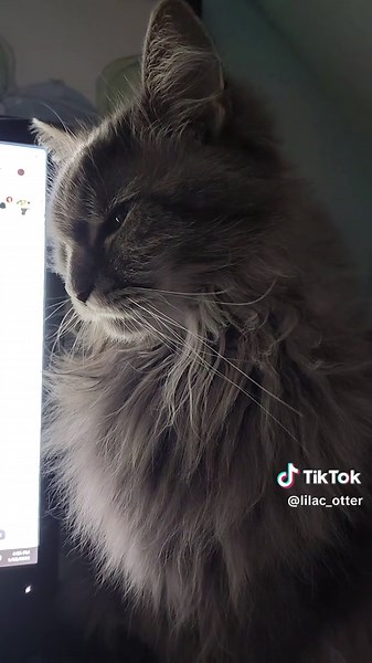 Brat child... he loves his licky sticks and knows if he stares long enough he will get one🤣 #churu #norwegianforestcat #catsoftiktok #spoiledcat #fluffycat #angrycat