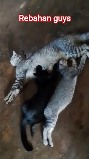 Guys kita liat dan tonton si miaw, like, kome, share, subscribe yu, biar miawnya sehat🥰