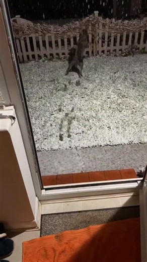 146K views · 1.7K reactions | hWaIMpFVSpEver seen a flying Staffy! | Dora and Teddy | Facebook