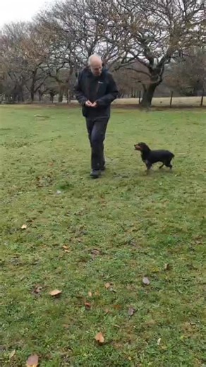 In between sessions, so practising our voice only cues, although being a dog, she'll still be picking up every tiny nuance from my body movements, so something for me to work on. #vouceinlycues | RY Dogs