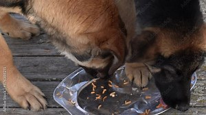 Two stray dogs eat leftovers on the street in a friendly manner.