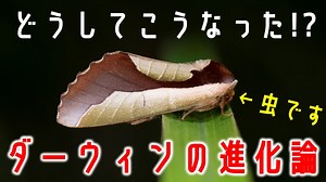 【ゆっくり解説】ダーウィンの進化論：生物進化の法則と誤解【 科学 / 進化 】