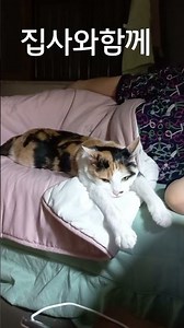집사와함께 잠을자는 고양이 #껌딱지 #고양이 #고양이브이로그 #길냥이구조