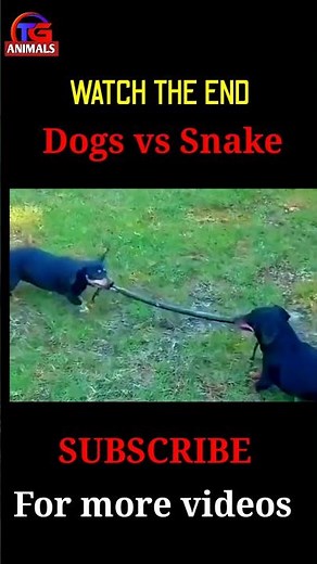 Intense Dog vs Snake Fight | Deadly Encounter Caught on Camera | Viral Animal Battle #viralvideo