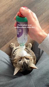 46K views · 1.6K reactions | This is how I save my cats life during an asthma attack #cat #catsofinstagram #catlovers | Nurse Alex | Facebook