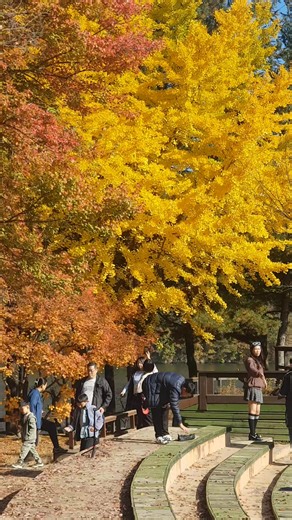 Nami island Gangwon-do Province south korea #autumn2023 #travel #fallcolors #tour #OFW #reelsvideo #highlights #TeamHilas #fbreels #korea #EPSKorea | VicBoss