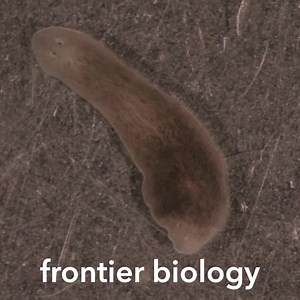 At the Allen Institute, we are diving deep into the mechanics of our brain, working to understand the structures and functions of our cells, and investigating how our bodies fight disease. And by openly sharing our data and resources, we help to accelerate the work of researchers around the world. | Allen Institute