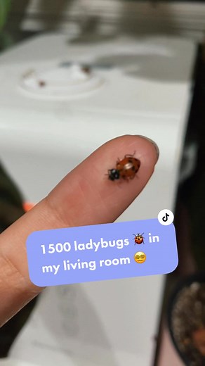 PlantasiaVerde on TikTok