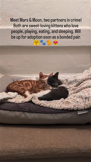 Coming soon... Mars & Moon. Two bonded kittens .We are accepting pre-adoption applications for these two sweet loving babies . Please visit our website www.astoriacatrescue.com to fill out an adoption application. 🙏🐾🐈😻 | Astoria Cat Rescue, Inc.