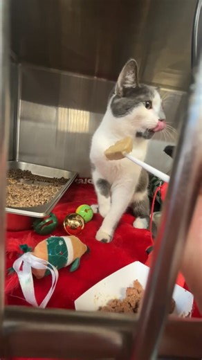 ✨ Enrichment time ️✨️ 🐾As everyone knows all animals at an animal shelter are in cages for a longer period of time than they would be in a home. We try our best between our staff and volunteers to keep them busy, show them love and give them the care they deserve. 🐾 With catnip hearts, feliway (if needed) , treats & string toys. They are loving it! ❤️ | Old Bridge Animal Shelter