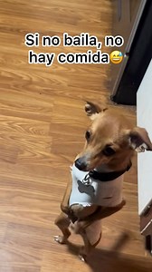 Si no baila no hay comida😅 | Don Caqueteño