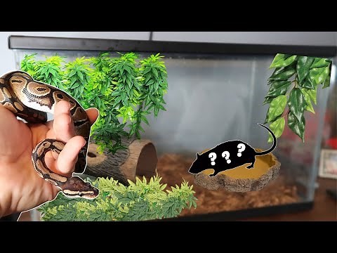 The *BEST* Ball Python Tank Setup! (10 gallon tank)