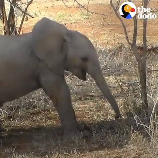 816K views · 15K reactions | Watch this baby elephant smile when he finally learns to use his trunk  | The Dodo | Facebook