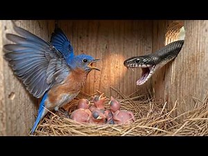 Eastern Bluebird Life Cycle 32 Days Inside the Nest Full Documentary