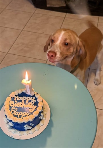 flappy’s birthday yesterday! 🥳💙 #happybirthday #birthdayboy #beagle #beaglesoftiktok #beaglepuppy #dogsoftiktok #dog #birthdaycake #snoopy #snoopydog #fy #fypシ
