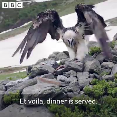 37M views · 1.7K reactions | The bearded vulture has a very unique diet. ☠ BBC Two | BBC Earth | Facebook