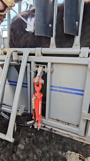 The Hydraulic Belly Bar on a SILENCER Chute is like a polite cowboy giving your cattle a gentle "whoa there, partner" keeping 'em steady, calm and ready for whatever's next. #cattle #ranching #ranchlife #cattlefarming #westernlifestyle | Moly Manufacturing Livestock Equipment