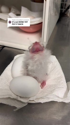 Tawny Frogmouth Chick Encounters at Melbourne Zoo