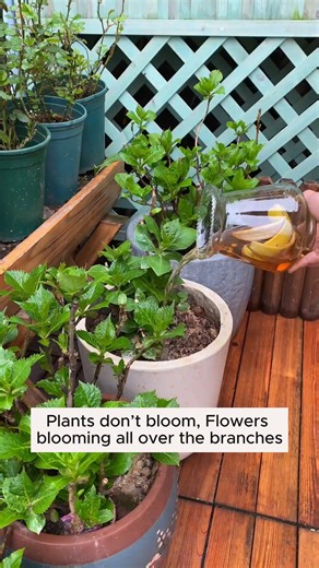 9.6K views · 90 reactions | Nutrient irrigation water #backyardgardening #gardeninglife #vegetablegardening #vegetablegarden #gardeningtips #gardeninglove #organicgardening #gardensofinstagram #gardenideas #urbangardening #gardeningistherapy #gardeninggoals #homegardening #gardeninspiration #lovegardening #gardeningisfun #countrygarden #veggiegarden #happygardening | Gardenning Moment | Facebook