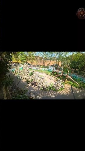 Just a majestic bear exploring its home at Chengdu Zoo ✨🐻