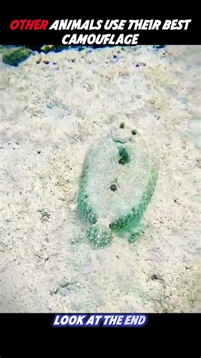 The stick mantis is perfectly camouflaged😳🤯#viralvideo #animals #camouflage #grasshopper #viral #fyp