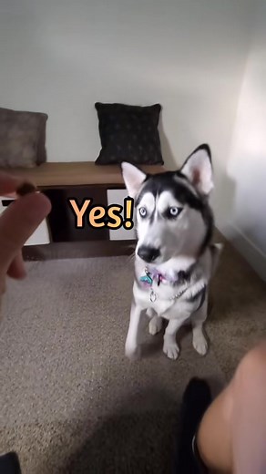 potty mouth! #talkinganimals #talkingdog #talkinghusky #PetsOfTikTok #husky #huskiesoftiktok #MakeADogsDay #fypシ #huskylife #huskytalking | Husky Lyra