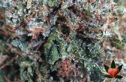 Diamond OG | Marijuana Strain Reviews