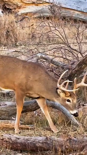 Early Morning Deer Hunt | Wild Forest Action#DeerHunting#MorningHunt #ForestHunting#bowhunting#short