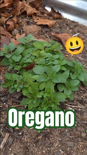 Volunteer Oregano & Parsley Surprise in the Grow Beds #HomesteadFinds