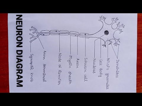 How to draw Neuron Diagram easily
